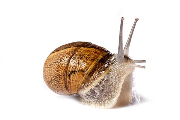 Lumaca